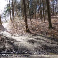 am Forstweg Richtung Buschandlwand