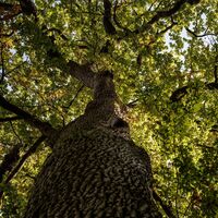 Baum im Bienwald