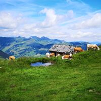 Kuhrast am Weg zur Hacklberg Alm