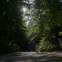 Lichtreflexe im Wald