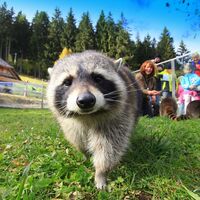 Waschbär