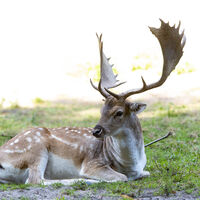 Wildpark Karlsbrunn