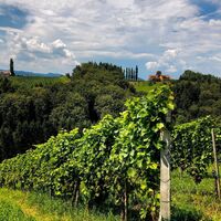 Blick über die Weingärten des Naturparks Südsteiermark