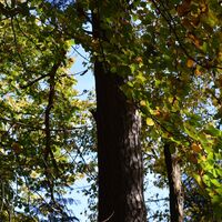 Eichhörnchen im Herbstwald