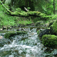 Quelle mit Moos im Wald bei Willingen