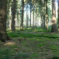 Der Reichswald bei Kleve