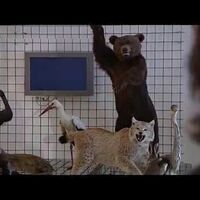 Jagdmuseum Schloss Stainz