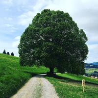 Weg von Tannen nach Müselbach