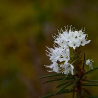 Sumpfporst am Rundweg Kirveslampi