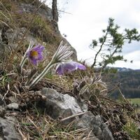 Gokoloanzen (Steirische Küchenschelle)