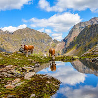 Kälber am Landawirsee
