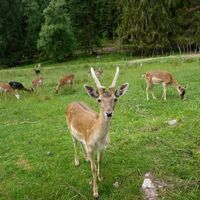 Wildgehege Salvest