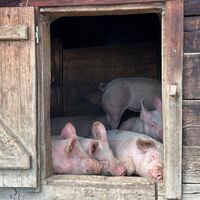 Auf der Alm ist immer was los ?