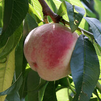 Wassenberger Sämling - eine seltene Pfirsichsorte