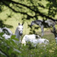 Lipizzaner auf der Weide