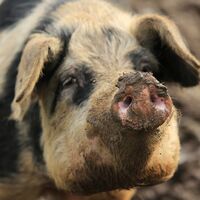 Bentheimer Schwein
