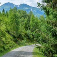 Wander- und Bikegenuss am Forstweg Richtung Walchen