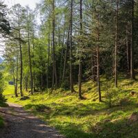 Reith Wiesenweg im Frühling - Weg durch den Wald mit Wiese in der Distanz.jpg