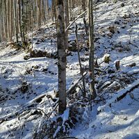 Bergpfad