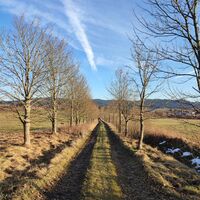 Baumallee nach Volary