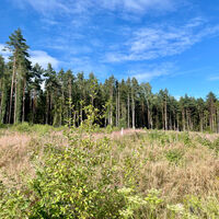 Keltengräber