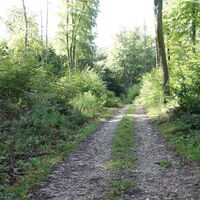 Aufstieg zum Wolfpassinger Berg