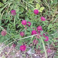 Flora: