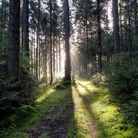 Leuchtender Wald zwischen Hornberg und Zwerenberg