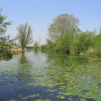 Schwafheimer Meer