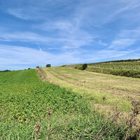 Groß-Schweinbarth, Hohlwegrunde