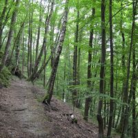 Urwaldpfad Hirschberg