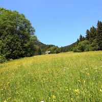 Bergwiese im Vilstal