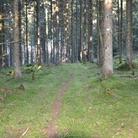Im Wald beim Gotterhäusle
