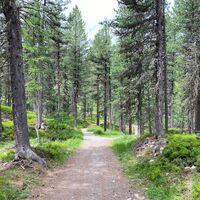Stazerwald