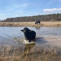Wasserbüffel - Kranichwoog - Pfälzer Seentour