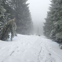 Schneise