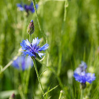 Kornblumen bei Pfaffenrot