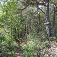 Waldtrail