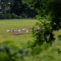 Borntalwiesen Herde Damwild