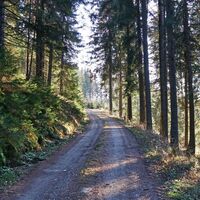 Der Forstweg führt zur Tobiasalm