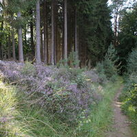 Bergischer Weg bei Honsbach