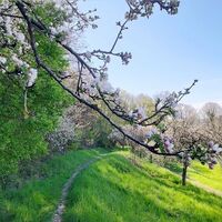 Frühling an den Streuobstwiesen