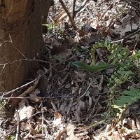 Östliche Smaragdeidechse