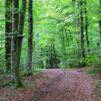 ...und ruhige Wälder