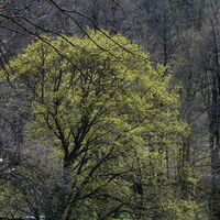 Hütteldorf - Lainzer Tiergarten - Liesing