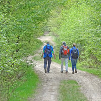 Wanderer in der Natur vom Steinfelder Holz