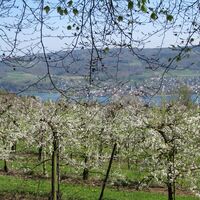 Steckborn