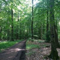 Wanderung durch schattigen Wald auf rund 10 km Länge