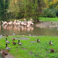 Flamingoinsel