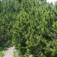 Abstecher auf den latschenbesetzten Gipfel Gafleichöpfli, 1983 m.